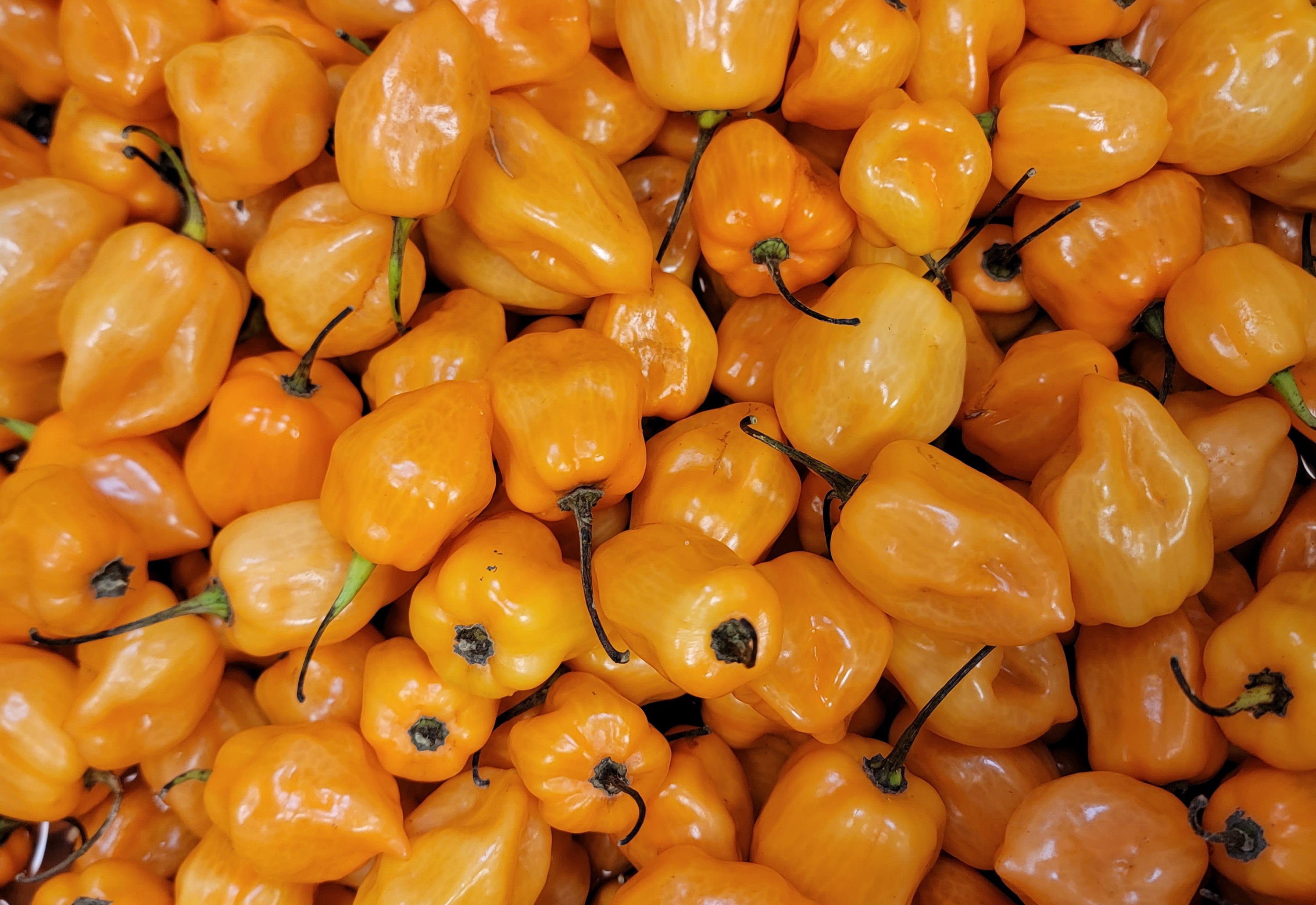 photo of fresh habanero peppers